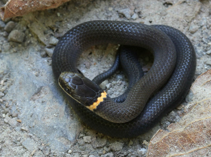 Ringneck Snake